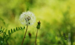 立夏已至春未尽的意思（立春已至是什么意思）