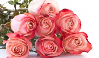 十九朵粉玫瑰代表什么意思 十九朵粉玫瑰代表什么意思男送女