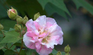 芙蓉花花语（芙蓉花花语象征与寓意）