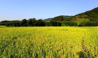 什么的田野填空词语 abb什么的田野填空词语