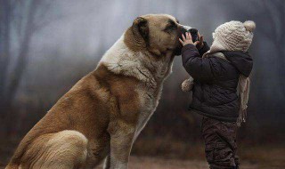 大型犬有哪些（大型犬有哪些品种图片）