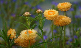 麦杆菊花语 麦杆菊是什么意思