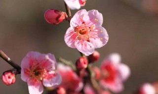 梅花的颜色及样子介绍 梅花的颜色及样子介绍作文