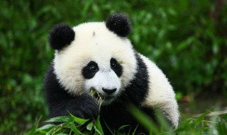 大熊猫的特点和爱好（大熊猫的特点和爱好的作文300字）