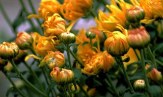 冬菊的花语是什么 冬菊的花期