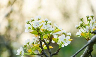 梨花落后二清明是什么季节（梨花落后清明是什么节日）