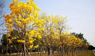 黄花风铃木是什么（黄花风铃木是什么生肖）