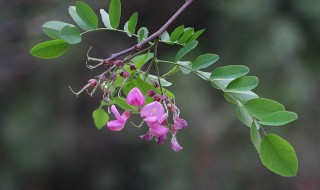 紫槐花能吃吗（紫槐花能吃吗有什么好处）