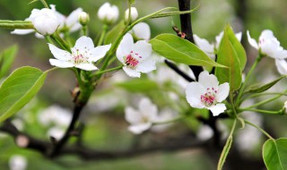 梨花是什么季节开的 菊花是什么季节开的