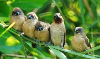 麻雀是几级保护动物吗 麻雀几级保护动物百度百科