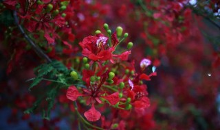 凤尾花怎么种（凤尾花怎么种植方法）