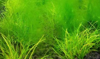 为什么水绵是藻类植物 水绵是藻类植物必须生活在水中吗