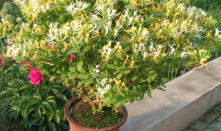 金银花藤盆栽种植方法和注意事项