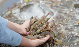 花虾怎么做好吃 花虾怎么做好吃烤