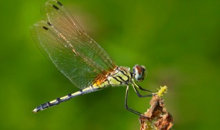蜻蜓的别名和特点是什么