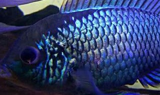 蓝宝石鱼的饲养技术（蓝宝石鱼的饲养技术视频）