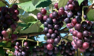 葡萄的营养价值及功效 蓝宝石葡萄的营养价值及功效
