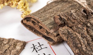 杜仲茶的作用与功效及冲泡方法 杜仲茶的功效与作用和禁忌及用量