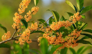 干桂花如何制作 干桂花如何制作桂花酱