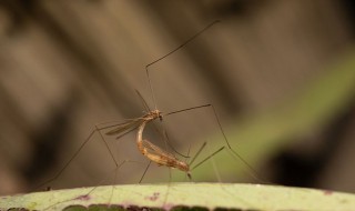 春天有蚊子吗 国家为什么不让蚊子灭绝