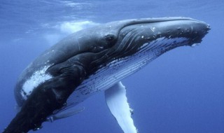 鲸鱼体是什么意思 鲸鱼体质是什么意思