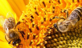 把蜂蜜取走蜜蜂不会饿死吗 蜂蜜是蜜蜂的唾液还是排泄物