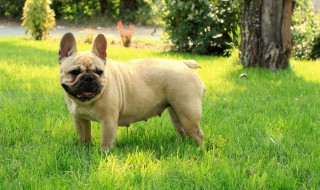 法国斗牛犬介绍 法国斗牛犬介绍大全