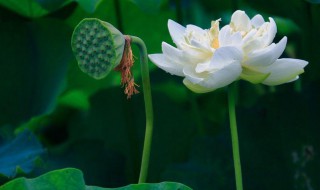 仲夏是农历几月（仲夏是几月呢）