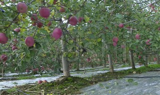 苹果树种植方法及过程（苹果树种植方法及过程图片）