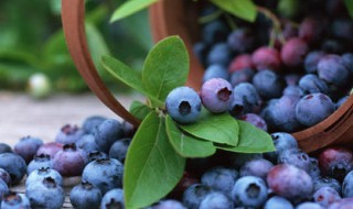 吃蓝莓的禁忌 食用蓝莓的禁忌