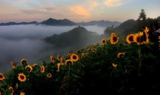 葵花籽怎么种植方法（葵花籽种植方法和环境）