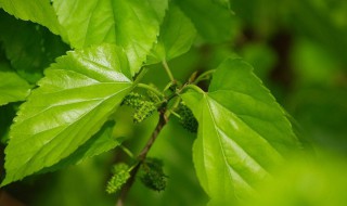 桑叶茶怎么制作方法（桑叶茶怎么制作方法视频）