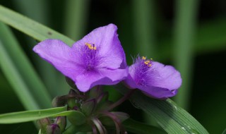 紫露草的养殖方法 紫露草的养殖方法视频