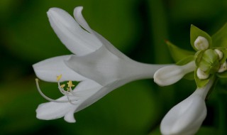 白玉簪花的养殖方法（白玉簪花的养殖方法和技术）