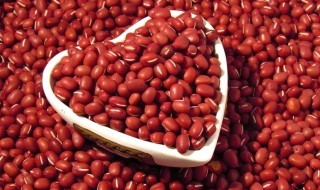 红豆种植时间和方法 红豆种植时间和方法图片