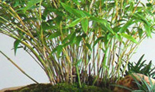 簕竹的养殖方法和注意事项（小叶簕竹的养殖方法和注意事项）