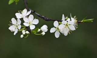 李子花的特点有哪些（李子花的特点,样子,颜色,气味,其他）