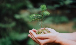 沙质土可以种什么植物 沙质土可以种什么植物图片