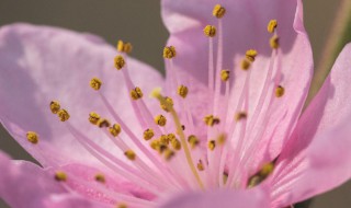 桃花的花心是什么颜色的（桃花的花心是什么颜色的呢）