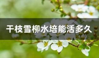 干支雪柳能活多久 干支雪柳栽地上能活吗