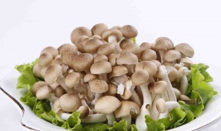 蟹味菇的家常做法大全 蟹味菇的家常做法大全油麦菜怎么做
