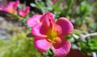 粉色太阳花花语是什么 粉色太阳花图片