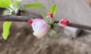 苹果几月开花 苹果几月开花几月结果