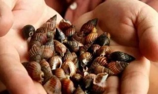 织纹螺为什么严禁食用（织纹螺和海螺丝区别图片）