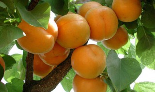 吃杏子有什么好处 吃杏子有什么好处和功效