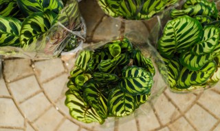 孔孔雀竹芋的养育方法 孔雀竹芋的养殖方法和注意事项大全