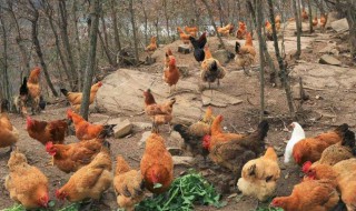 如何养殖土鸡技术 如何养殖土鸡技术与管理