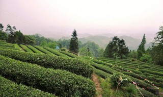 茶叶的产地 茶叶的产地在哪个省
