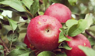 柔水通对苹果树的作用 柔水通农药