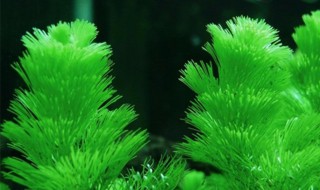 绿菊水草怎么养 绿菊水草怎么养殖技术